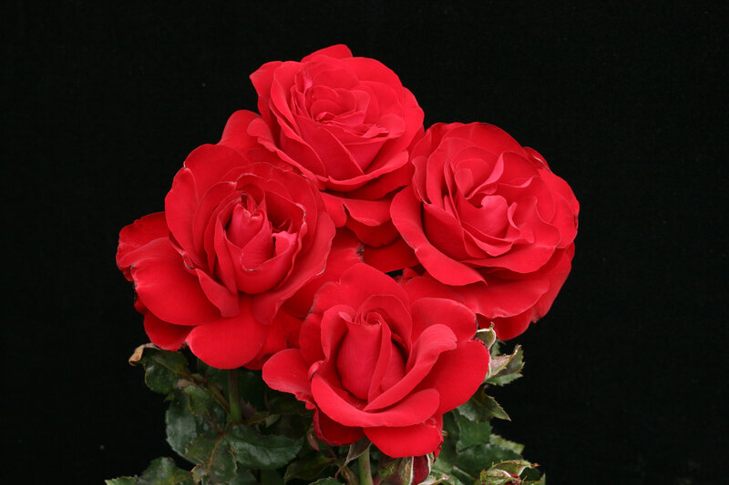 Red Roses in Bloom — Dramatic, Photograph, Green Leaves