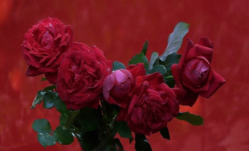 Red Roses in Bloom — Dramatic, Photograph, Leaves