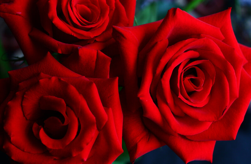 Red Roses in Bloom — Dramatic, Photograph, Petals, Green Leaves