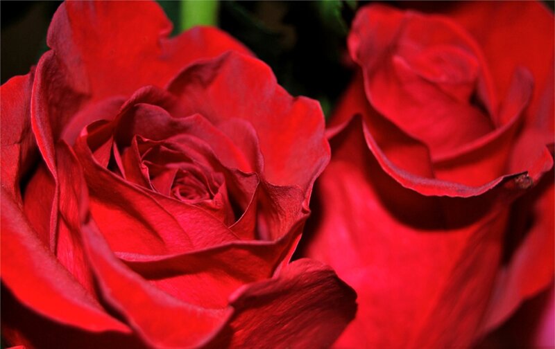 Red Roses in Bloom — Dramatic, Photograph, Petals