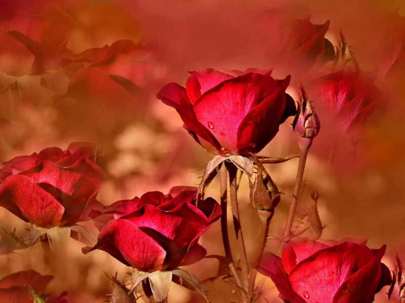 Red Roses in Bloom — Dramatic, Sunset