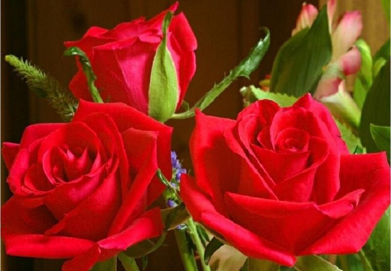 Red Roses in Bloom — Flower Buds