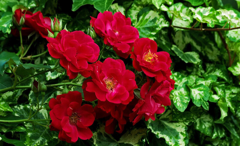 Red Roses in Bloom — Natural, Afternoon, Photograph, Bush