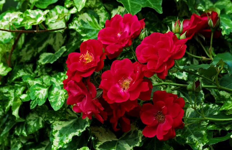 Red Roses in Bloom — Natural, Afternoon, Photograph, Flowers