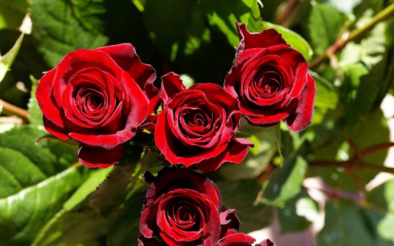Red Roses in Bloom — Natural, Afternoon, Photograph, Green Leaves, Sunlight