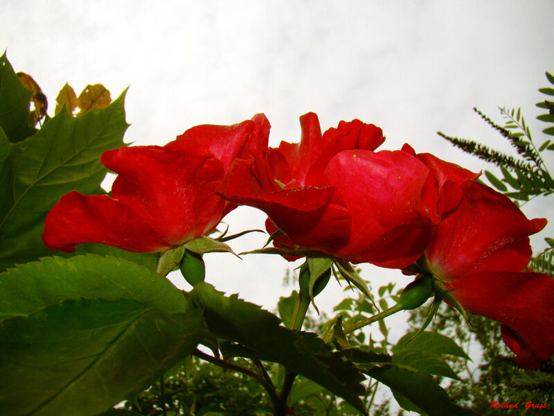 Red Roses in Bloom — Natural, Afternoon, Photograph, Green Leaves