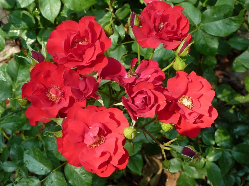 Red Roses in Bloom — Natural, Afternoon