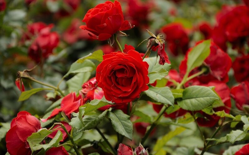 Red Roses in Bloom — Natural, Spring, Photograph