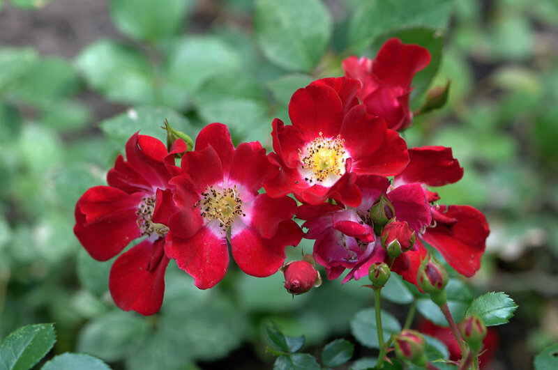 Red Roses in Bloom — Natural, Spring