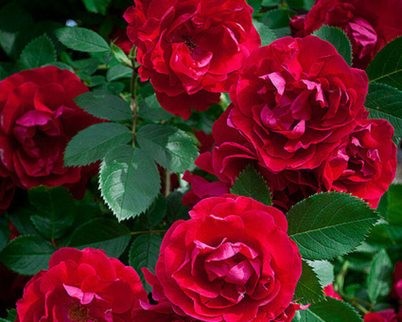 Red Roses in Bloom — Natural, Summer, Photograph, Green Leaves