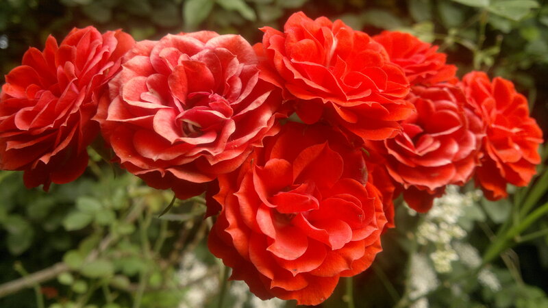Red Roses in Bloom — Natural, Summer, Photograph