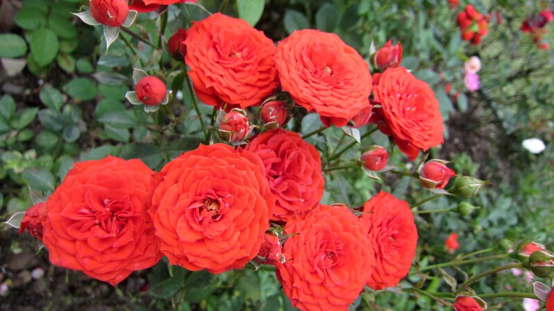 Red Roses in Bloom — Natural, Summer
