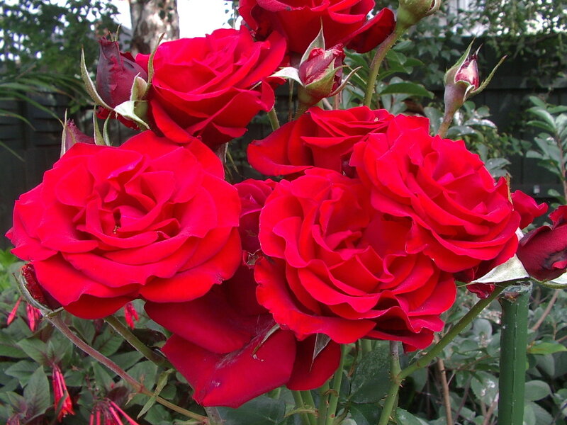 Red Roses in Bloom — Natural