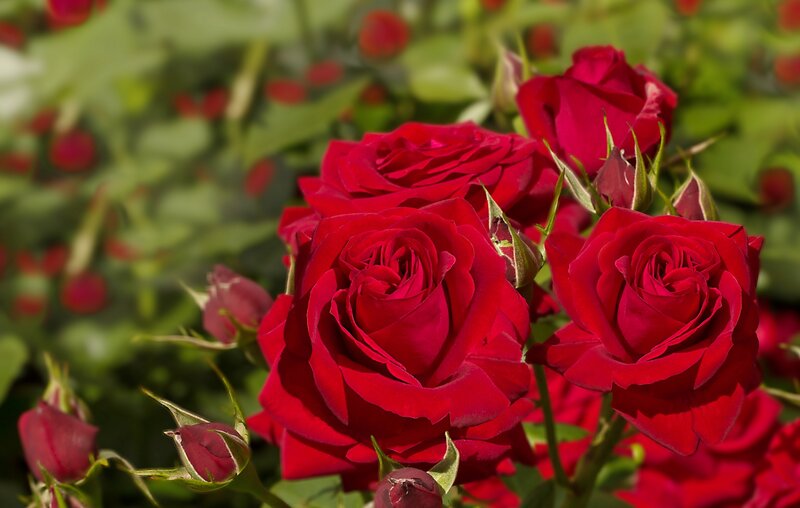 Red Roses in Bloom — Serene, Afternoon, Photograph, Buds, Leaves, Sunlight