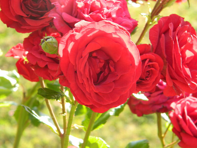 Red Roses in Bloom — Serene, Afternoon, Photograph, Buds, Leaves