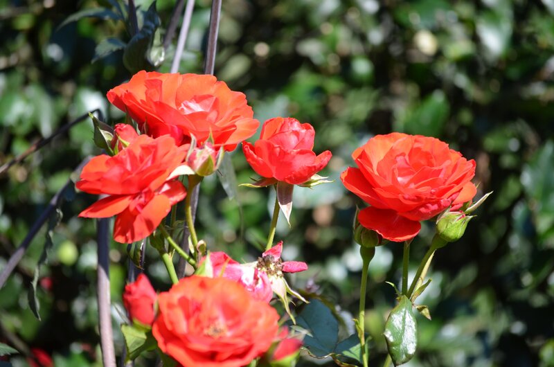 Red Roses in Bloom — Serene, Afternoon, Photograph, Bush, Leaves
