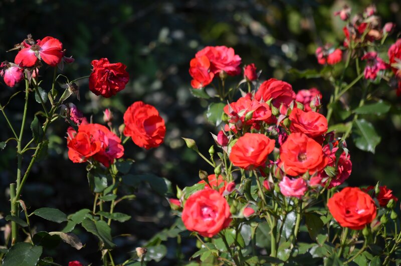 Red Roses in Bloom — Serene, Afternoon, Photograph, Bushes