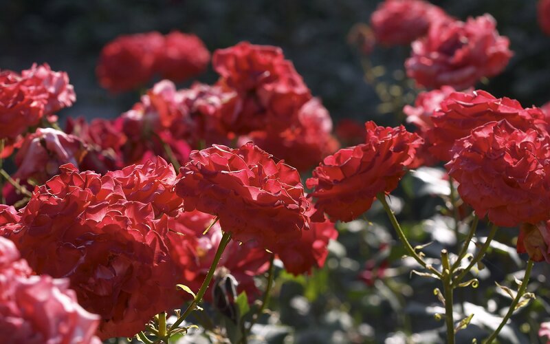 Red Roses in Bloom — Serene, Afternoon, Photograph, Flowers, Stems