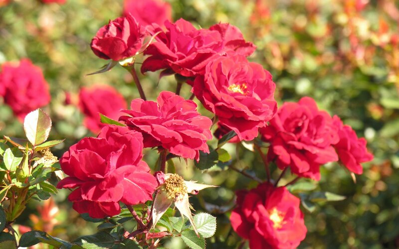 Red Roses in Bloom — Serene, Afternoon, Photograph, Flowers