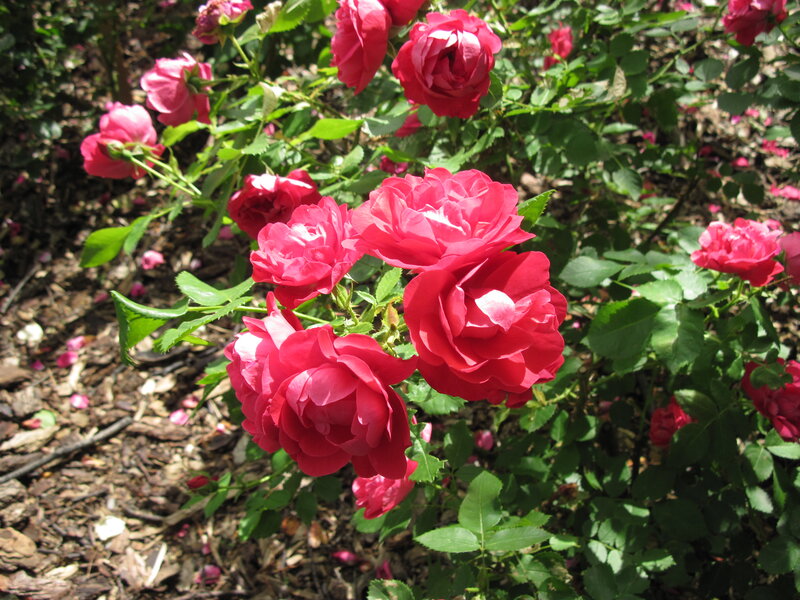 Red Roses in Bloom — Serene, Afternoon, Photograph, Green Leaves