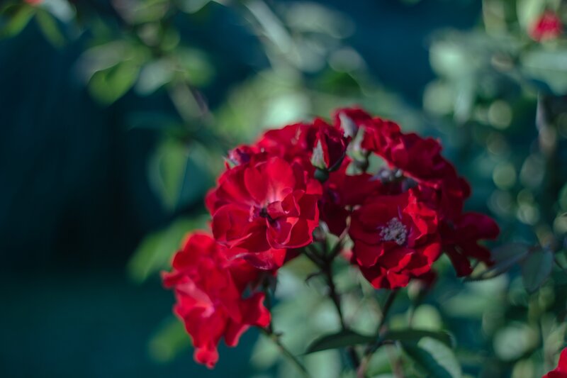 Red Roses in Bloom — Serene, Afternoon, Photograph, Leaves, Bud
