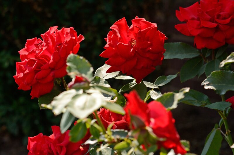 Red Roses in Bloom — Serene, Afternoon, Photograph, Leaves