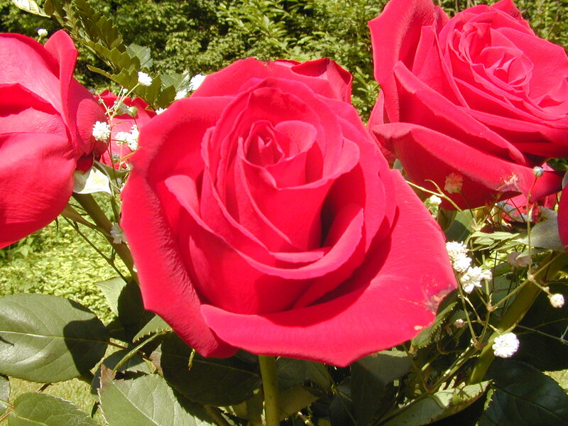 Red Roses in Bloom — Serene, Afternoon, Photograph