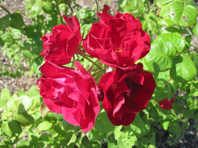 Red Roses in Bloom — Serene, Afternoon