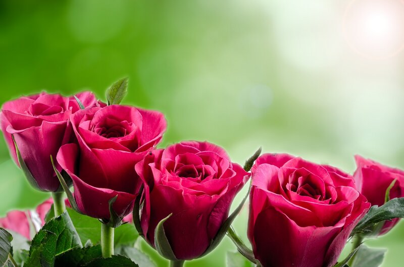 Red Roses in Bloom — Serene, Morning