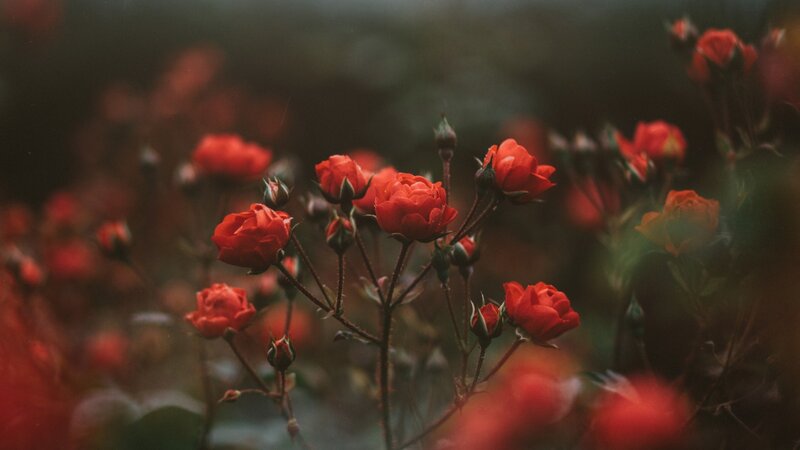 Red Roses in Bloom — Serene, Photograph, Buds, Stems
