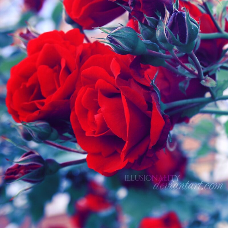 Red Roses in Bloom — Serene, Photograph, Buds
