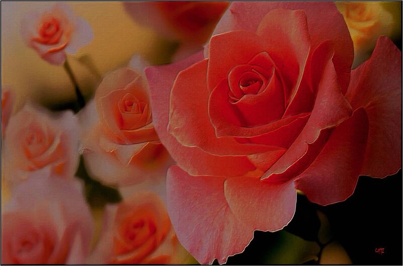 Red Roses in Bloom — Serene, Photograph, Flowers, Petals