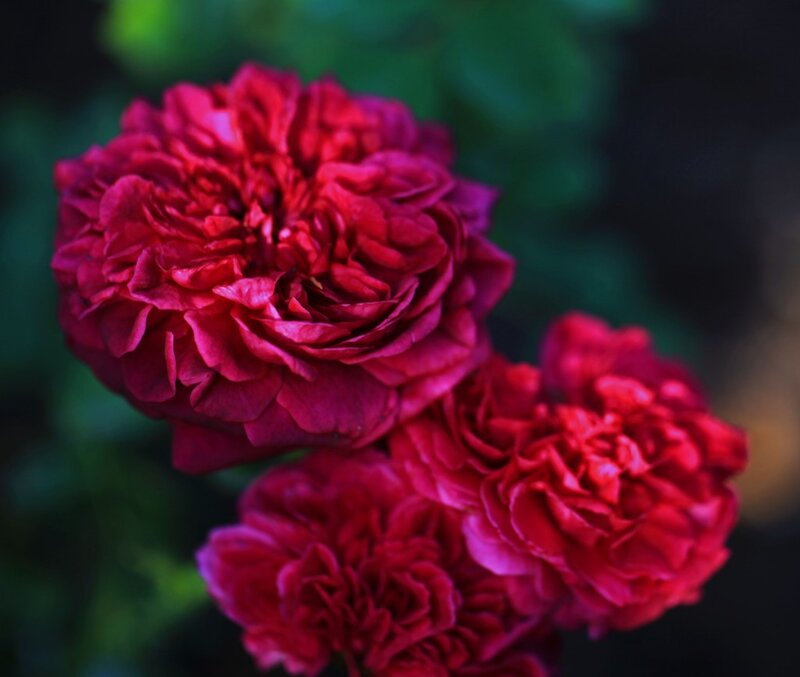 Red Roses in Bloom — Serene, Photograph, Flowers