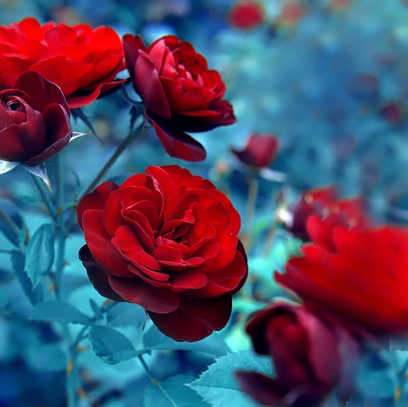 Red Roses in Bloom — Serene, Photograph