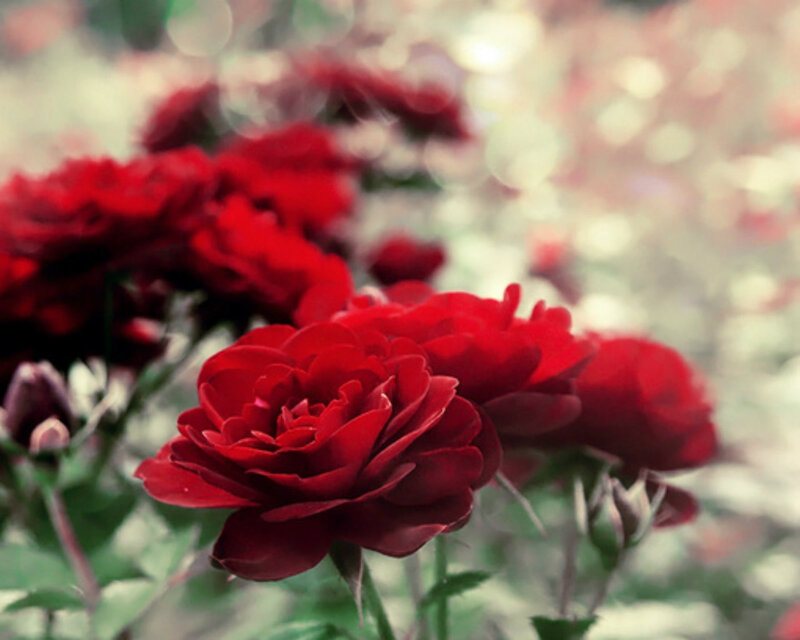 Red Roses in Bloom — Serene, Spring