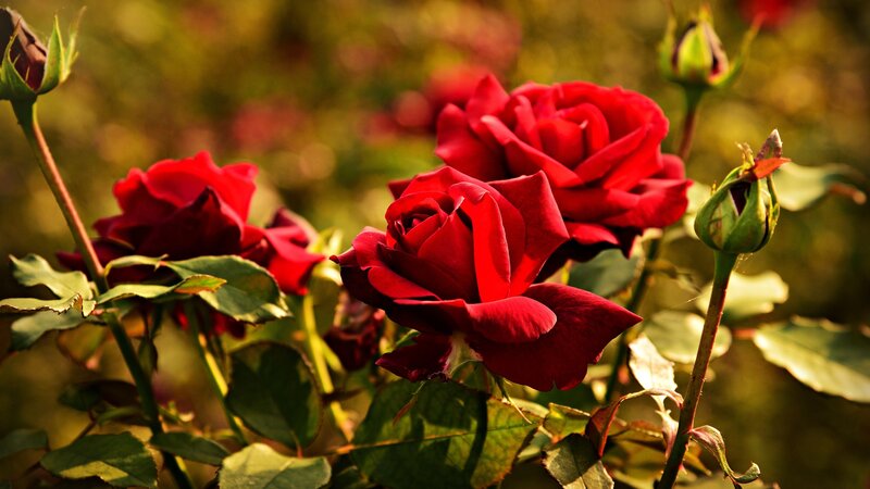Red Roses in Bloom — Serene, Sunset, Photograph, Buds