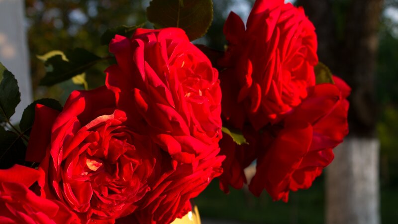 Red Roses in Bloom — Serene, Sunset, Photograph