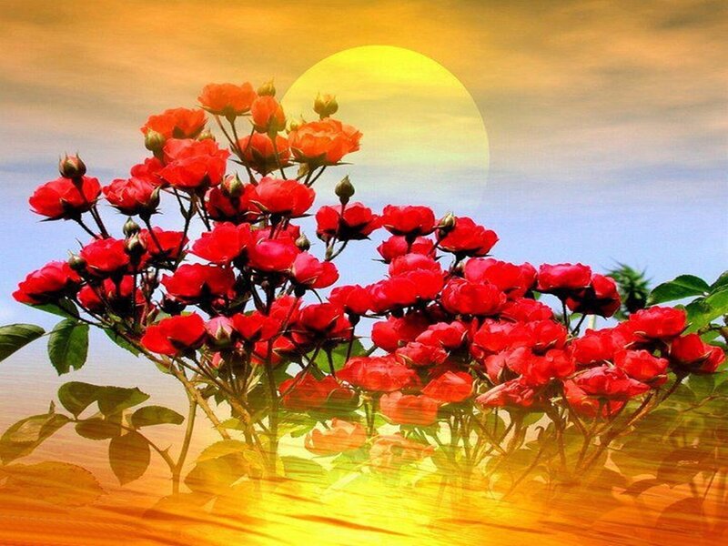 Red Roses in Bloom — Serene, Sunset