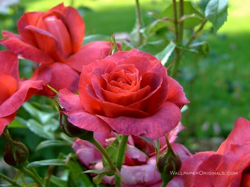 Red Roses in Bloom — Serene