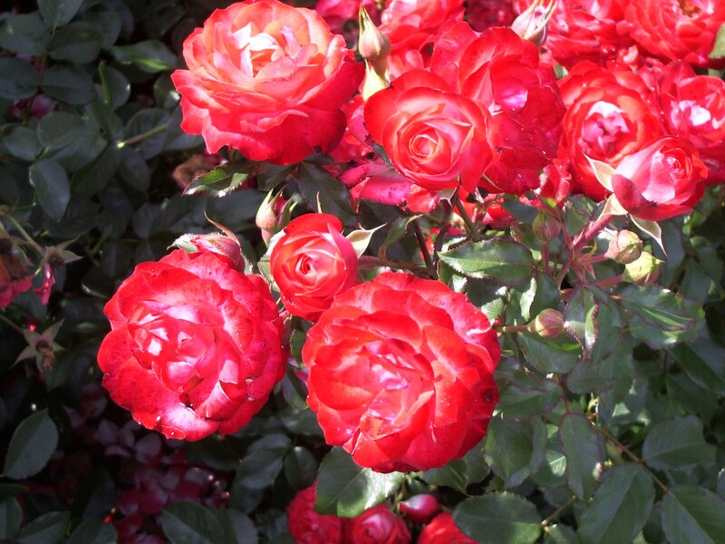 Red Roses in Bloom — Vibrant, Afternoon, Photograph, Bush