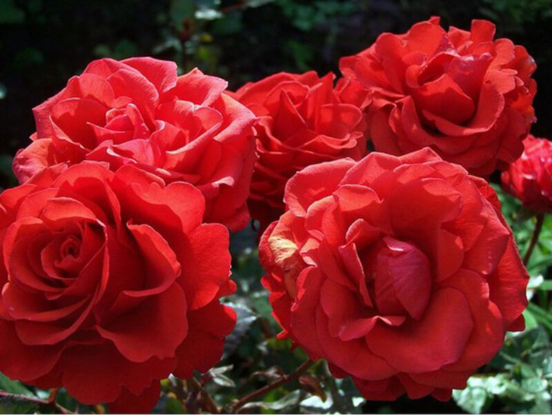 Red Roses in Bloom — Vibrant, Afternoon, Photograph, Flowers