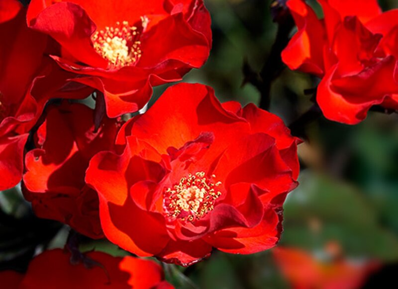 Red Roses in Bloom — Vibrant, Afternoon, Photograph
