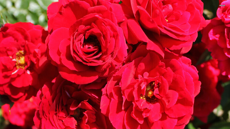 Red Roses in Bloom — Vibrant, Afternoon