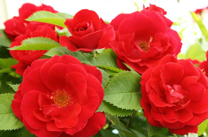 Red Roses in Bloom — Vibrant, Spring, Photograph