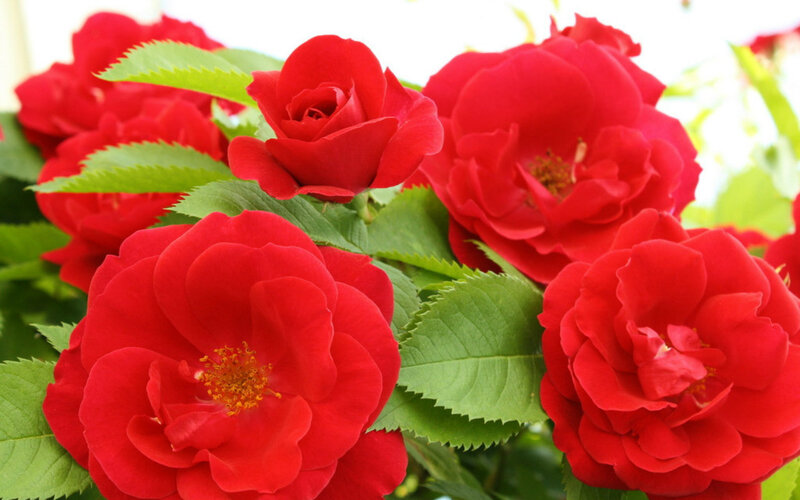 Red Roses in Bloom — Vibrant, Spring