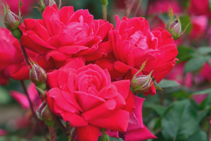 Red Roses in Bloom — Vibrant, Summer, Photograph, Buds