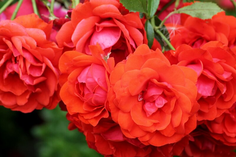 Red Roses in Bloom — Vibrant, Summer, Photograph, Flowers, Leaves