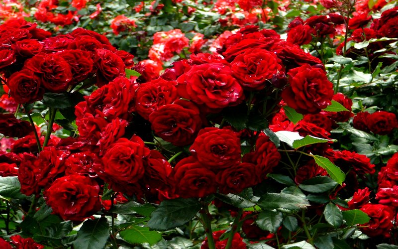 Red Roses in Bloom — Vibrant, Summer, Photograph, Green Leaves, Bushes