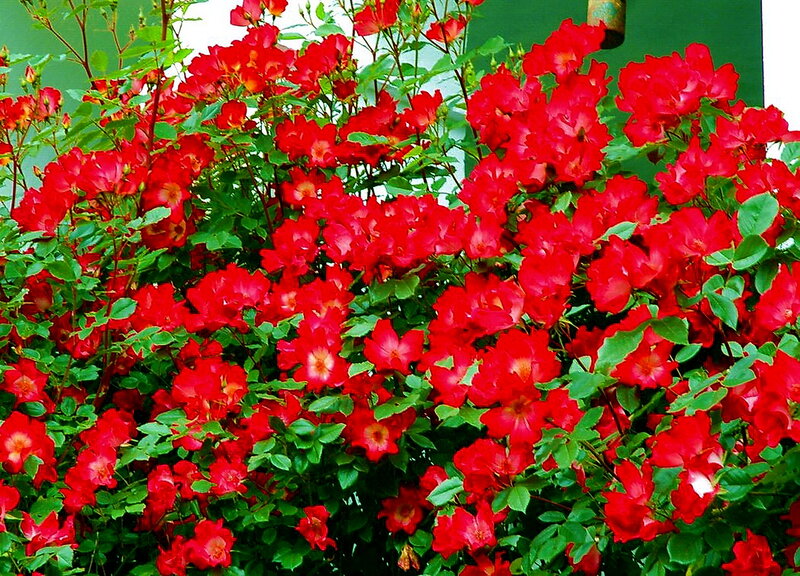 Red Roses in Bloom — Vibrant, Summer, Photograph, Green Leaves