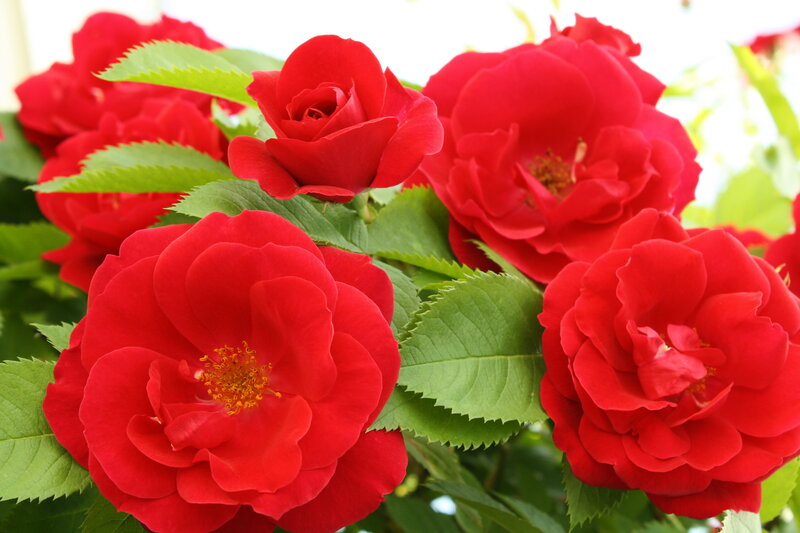 Red Roses in Bloom — Vibrant, Summer, Photograph